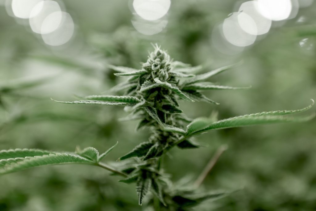 Benefits of High CBD Strains IE Sour Space Candy 2 CBD